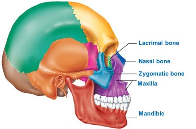 Lateral view of the facial bones