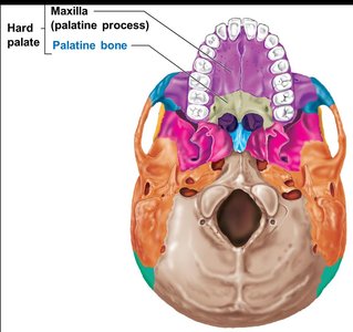 Inferior view of the hard palate showing maxilla and palatine bones