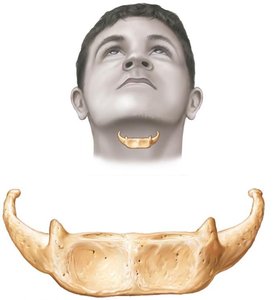 Hyoid bone location and structure
