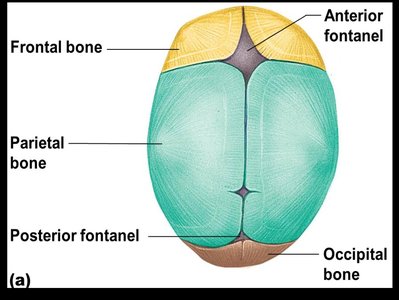 Superior view of fetal skull showing fontanels