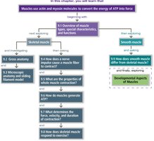 Chapter flow chart for muscle types and functions