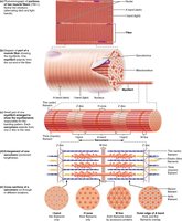 Diagram of sarcomere bands and lines