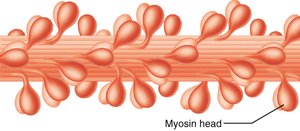 Diagram of thick myosin filament