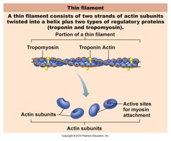 Diagram of thin actin filament with regulatory proteins