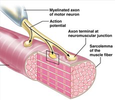 Diagram of neuromuscular junction