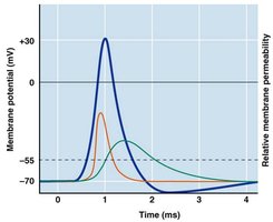 Graph of membrane potential during action potential