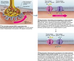 Diagram of action potential propagation and repolarization