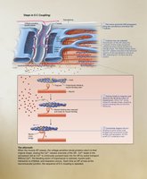Stages of excitation-contraction coupling