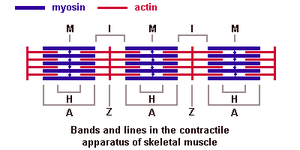 Diagram of sliding filament model