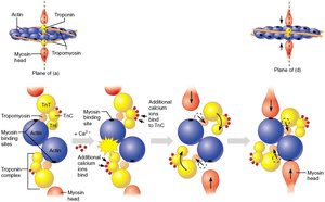 Diagram of calcium binding and muscle contraction