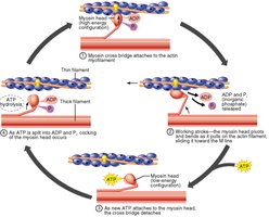 Diagram of ratchet effect in muscle contraction