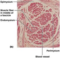 Histological section showing connective tissue layers in muscle