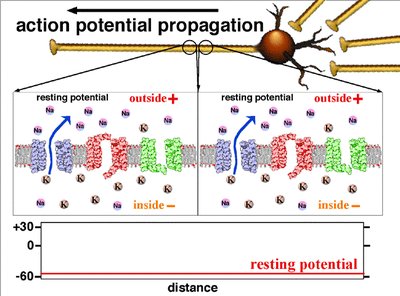 Action potential propagation along a neuron and membrane ion movement