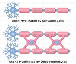 Myelination by Schwann cells and oligodendrocytes