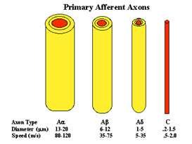 Primary afferent axons by diameter and speed