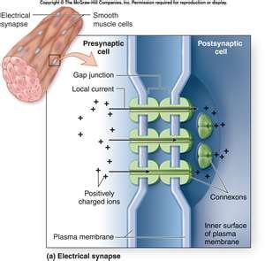Electrical synapse with gap junctions