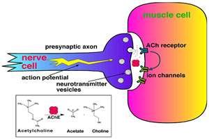 Events at a cholinergic synapse