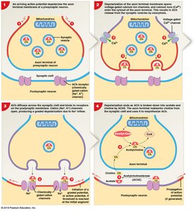 Serotonin reuptake and SSRI action