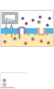 Resting membrane potential with closed ion channels
