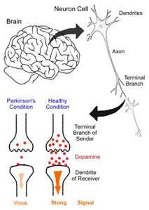 Intracellular enzyme activation by gaseous neurotransmitters