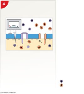 Hyperpolarization and return to resting potential