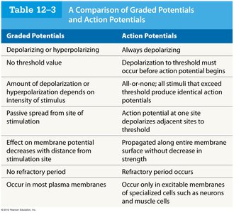 Table comparing graded and action potentials