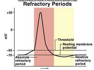 Graph showing absolute and relative refractory periods