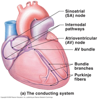 The conducting system of the heart