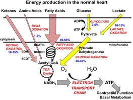 Energy production pathways in the heart