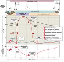 Pressure and volume changes during the cardiac cycle