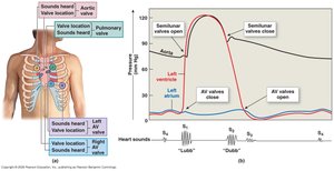 Heart sounds and valve locations