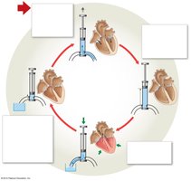 Cardiac cycle illustrated with pump analogy