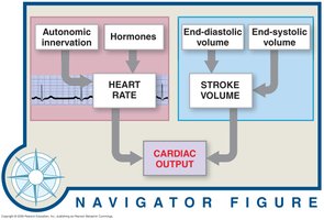 Factors affecting cardiac output