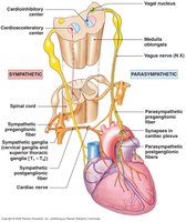 Autonomic regulation of heart rate