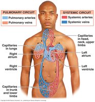 Diagram of pulmonary and systemic circuits