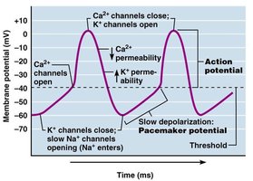 Pacemaker potential graph
