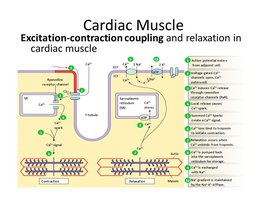 Excitation-contraction coupling in cardiac muscle