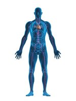 Anatomical position