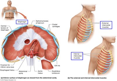 Diaphragm and intercostal muscles, showing their anatomical location and function