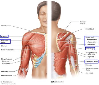 Anterior and posterior views of shoulder and arm muscles including deltoid, pectoralis major, and rotator cuff