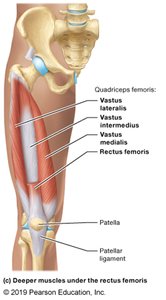 Deep muscles of the thigh including quadriceps femoris group