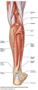 Deep muscles of the posterior lower leg including flexor digitorum longus and tibialis posterior