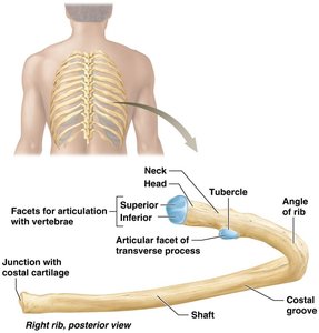 Anatomy of a rib and its articulation with vertebrae