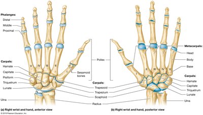 Anterior and posterior views of the right wrist and hand, showing carpal, metacarpal, and phalangeal bones