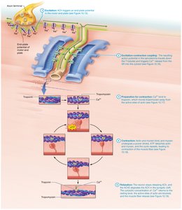 Steps of skeletal muscle contraction including excitation, calcium release, and actin-myosin interaction