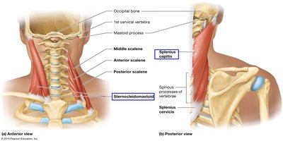 Anterior and posterior views of neck muscles including sternocleidomastoid and splenius capitis