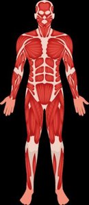 Muscular system