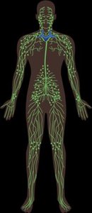 Cardiovascular system