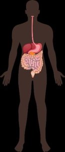 Digestive system
