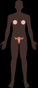 Female reproductive system